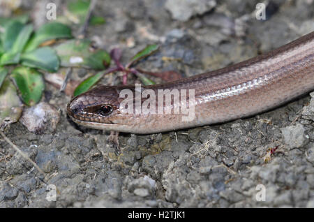 La testa di un lento-worm Foto Stock