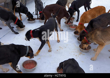 Pirena. Sled Dog Race nei Pirenei passando attraverso la Spagna, Andorra e Francia.Cani mangiare. Baqueira Beret. Provincia di Lleida. Cata Foto Stock