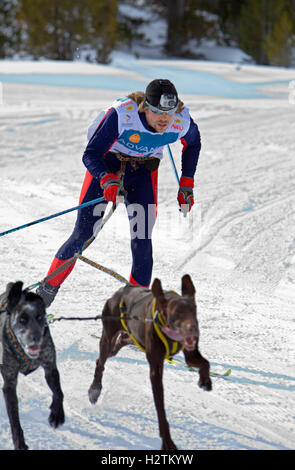 Pirena. Skijorer. Sled Dog Race nei Pirenei passando attraverso la Spagna, Andorra e la Francia. Baqueira Beret. Provincia di Lleida. Catalo Foto Stock