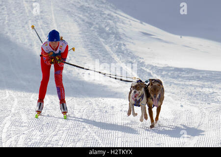 Pirena. Skijorer.Sled Dog Race nei Pirenei passando attraverso la Spagna, Andorra e la Francia. Baqueira Beret. Provincia di Lleida. Catalon Foto Stock