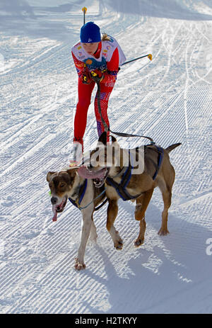 Pirena. Skijorer.Sled Dog Race nei Pirenei passando attraverso la Spagna, Andorra e la Francia. Baqueira Beret. Provincia di Lleida. Catalon Foto Stock