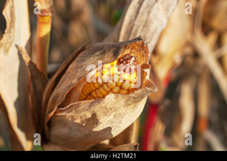 Close up foto di ripe di tutoli di mais Foto Stock
