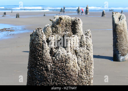 Barnacle coperto il moncone dall antica foresta persa nel tsunami, Oregon Coast, spiaggia walkers, scienza, viaggi avventura, sereno, mare Foto Stock