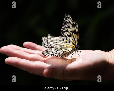 Grande farfalla a portata di mano Foto Stock