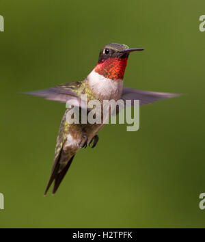 Ruby-throated Hummingbird, archilochus colubris, all Estero Llano Grande State Park, Texas Foto Stock