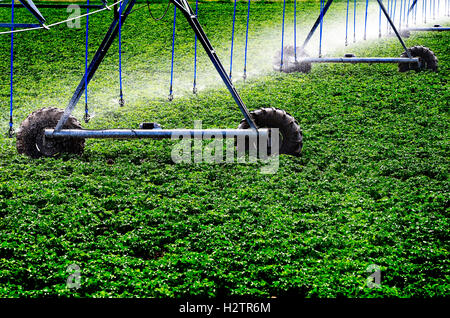 Agricoltura irrigazione sprinkler campo di colture verdi Foto Stock