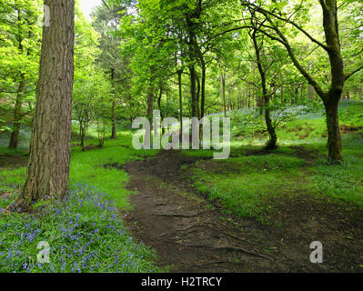 Bluebell woodland a Hardcastle Crags vicino a Hebden Bridge, West Yorkshire. Foto Stock