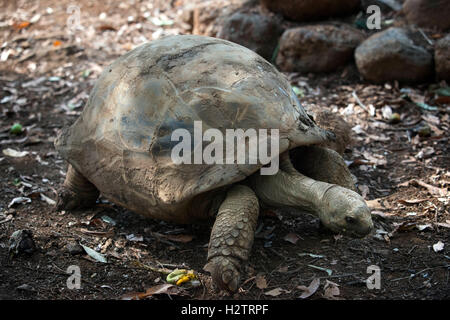 Casela, popolare wildlife bird e parco animale. Seychelles Aldabran tartaruga terrestre. Isola di Mauritius. Foto Stock