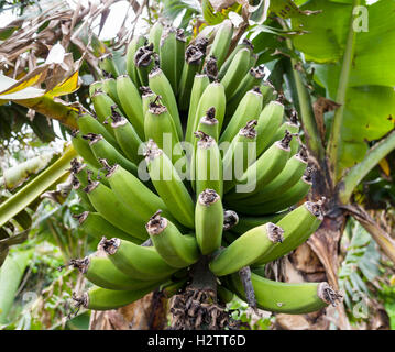 Una mano di banane acerbe sull'impianto. Una piccola parte di maturazione delle banane in un Azorian banana Grove. Foto Stock