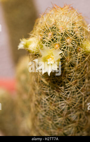 Mammillaria elongata con fiore Foto Stock