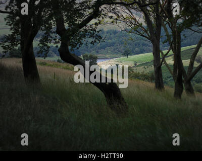 "Lonely tree" da masticare pezzo Plantation, Dovestone il serbatoio, Greenfield Foto Stock