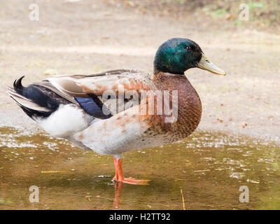 Vista laterale di un Mallard duck in una pozzanghera. Una piena vista laterale di un mail Mallard duck in piedi in un punto molto poco profondo pozza d'acqua. Foto Stock