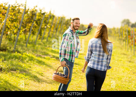 Visualizzare gli agricoltori a raccogliere le uve in un vigneto Foto Stock