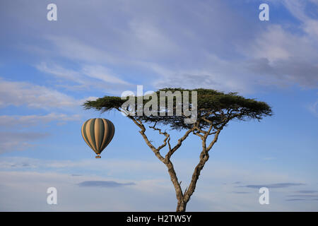 In mongolfiera ad aria calda nel parco nazionale del Serengeti, Tanzania Foto Stock