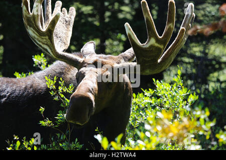 E Bull moose closeup della testa palchi in cespugli verdi Foto Stock