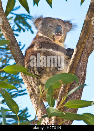 Australia: Koala (Phascolarctos cinereus) nella struttura ad albero Foto Stock