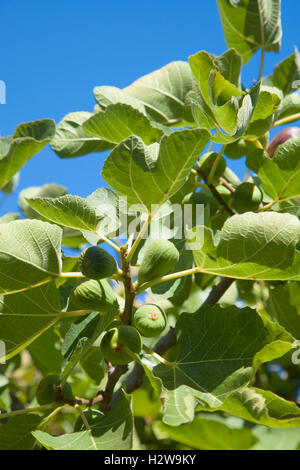 Fichi verdi maturazione su rami, natura e sfondo alimentare Foto Stock