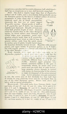 Catalogo dei mammiferi dell Europa occidentale (Europa esclusiva di Russia) nella collezione del British Museum (pagina 221) BHL84 Foto Stock