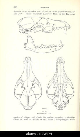 Catalogo dei mammiferi dell Europa occidentale (Europa esclusiva di Russia) nella collezione del British Museum (pagina 328) BHL84 Foto Stock