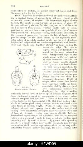 Catalogo dei mammiferi dell Europa occidentale (Europa esclusiva di Russia) nella collezione del British Museum (pagina 664) BHL84 Foto Stock