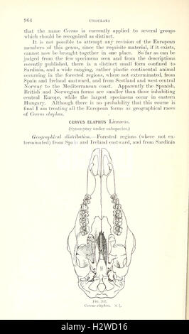 Catalogo dei mammiferi dell Europa occidentale (Europa esclusiva di Russia) nella collezione del British Museum (pagina 964) BHL84 Foto Stock