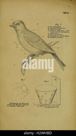 Die Kanarienvögel, Sprosser, Nachtigallen, Rothgimpel, Schwarzamseln, Bluthänflinge, Steindrosseln und Kalanderammerlerchen, sowie ihre Wartung, Pflege und Fortpflanzung Tafel (II) BHL347 Foto Stock