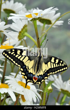 Inglese a farfalla a coda di rondine su fiori a margherita (Papilio machaon britannicus) Foto Stock