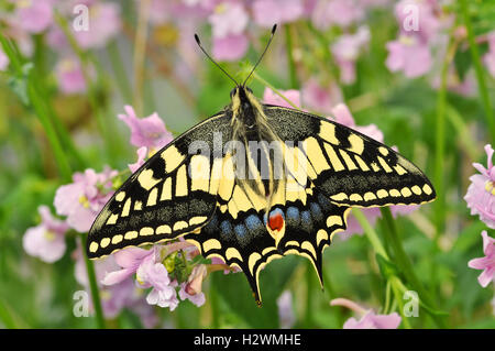 Inglese a farfalla a coda di rondine su fiori rosa (Papilio machaon britannicus) Foto Stock