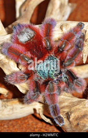 Le Antille tarantula pinktoe (Caribena versicolor) femmina Foto Stock