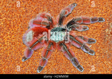 Le Antille tarantula pinktoe (Caribena versicolor) femmina Foto Stock