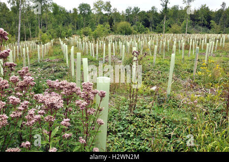 Fiori di canapa-agromia davanti ai tubi di plastica che proteggono gli alberi appena piantati dai danni degli animali Foto Stock