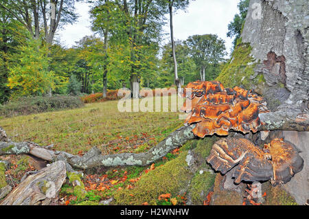 Funghi che crescono su un lato dell'albero Foto Stock