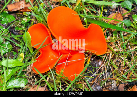 Buccia di arancia fungo Aleuria aurantia. Foto Stock