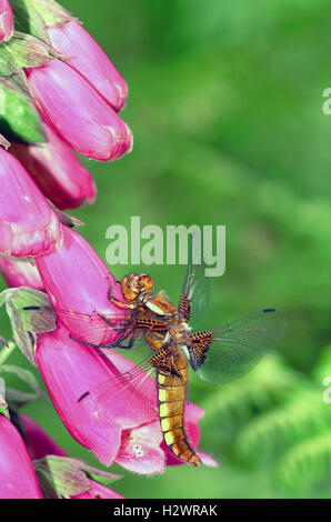 Chaser Broad-Bodied Dragonfly (Libellula depressa) Foto Stock