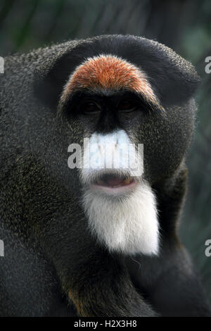 De Brazzas scimmia, Cercopothecus neglectus, Cape May County Zoo, New Jersey, STATI UNITI D'AMERICA Foto Stock