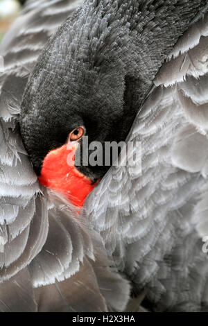 Australian Black Swan, Cygnus atratus, Cape May County Zoo, New Jersey, STATI UNITI D'AMERICA Foto Stock