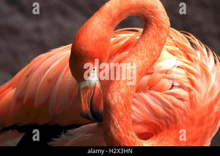 American fenicottero rosa Phoenicopterus ruber, Cape May County Zoo, New Jersey, STATI UNITI D'AMERICA Foto Stock