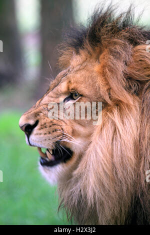 Leone africano, Panthera leo, presso il Cape May County Zoo, New Jersey, STATI UNITI D'AMERICA Foto Stock
