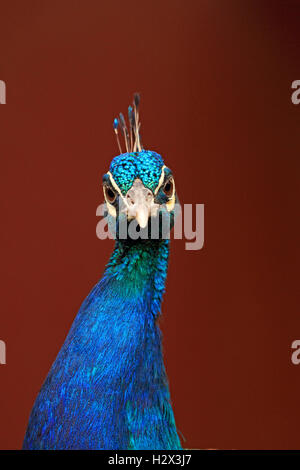 Indian Peacock, Pavo cristatus, Cape May County Zoo, New Jersey, NJ, Stati Uniti d'America Foto Stock