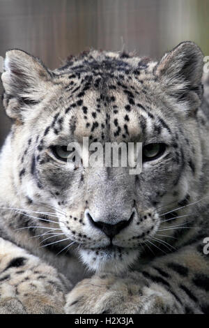 Un Snow Leopard, Panthera uncia, Cape May County Zoo, New Jersey, STATI UNITI D'AMERICA Foto Stock