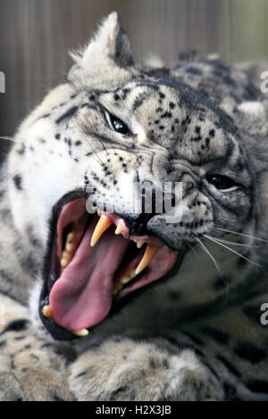 Un Snow Leopard, Panthera uncia, Cape May County Zoo, New Jersey, STATI UNITI D'AMERICA Foto Stock