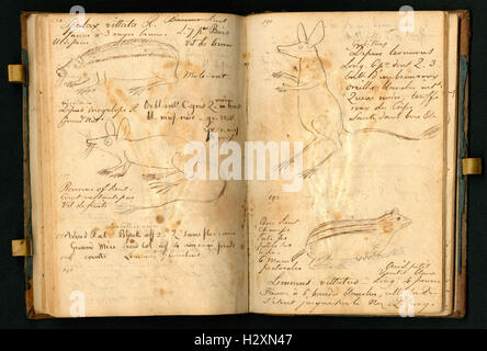 Notebook tenuto da Rafinesque su un viaggio da Philadelphia a Kentucky, 1818 (pagine 104 e 105) BHL459 Foto Stock