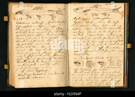 Notebook tenuto da Rafinesque su un viaggio da Philadelphia a Kentucky, 1818 (pagine 130 e 131) BHL459 Foto Stock