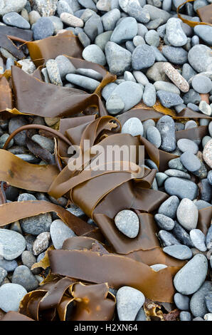 Fronde di Kelp su di una spiaggia di ciottoli, Islesford, Maine. Foto Stock