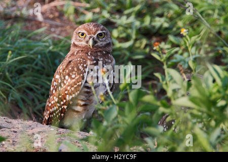 Scavando la civetta (Athene cunicularia floridana) Guardando nella fotocamera, Cape Coral, Florida, Stati Uniti d'America Foto Stock