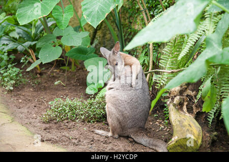 Giovani kangaroo Macropus Eugenii, noto come Tammar Wallaby o a dama o Darma, un marsupiale dalla famiglia Macropodidae, tra verde p Foto Stock