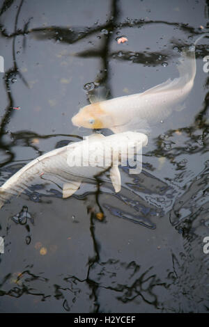 Due pesci bianco denominato Cyprinus carpio, noto anche come koi o Nishikigoi, nuoto simmetriche in acqua di stagno nero Foto Stock