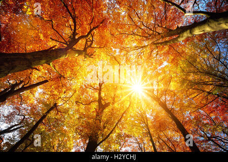 Autunno calorosamente sole che splende attraverso il baldacchino di faggi con foglie d'oro, worm's eye Foto Stock