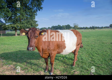 Belted mucche in un prato Foto Stock