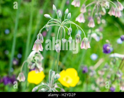 Allium Bulgaricum (Nectaroscordum siculum) Foto Stock